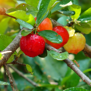 2 Barbados Cherry Trees Acerola 5-8 Inch