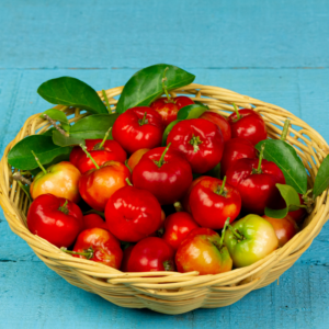 Alternative view of Dwarf Barbados Cherry Tree Acerola 8 Inch