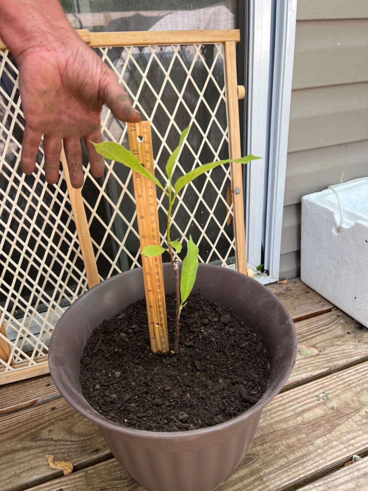 Saucer Magnolia Shrub - 6-12" Tall - 2.5" Pot - Magnolia x Soulangeana - Image 4
