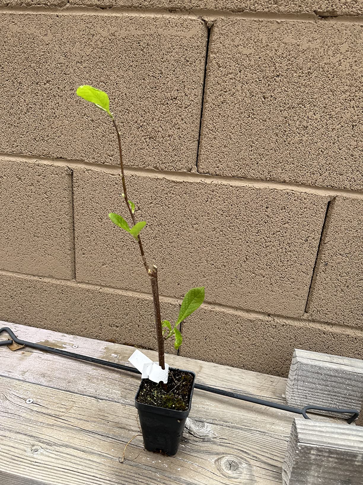 Saucer Magnolia Shrub - 6-12" Tall - 2.5" Pot - Magnolia x Soulangeana - Image 3