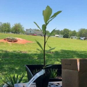Alternative view of Saucer Magnolia Shrub - 6-12" Tall - 2.5" Pot - Magnolia x Soulangeana