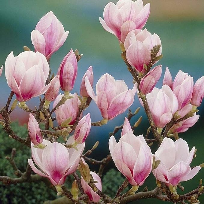 Saucer Magnolia Shrub - 6-12" Tall - 2.5" Pot - Magnolia x Soulangeana - Image 5