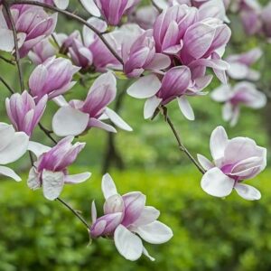 Saucer Magnolia Shrub - 6-12" Tall - 2.5" Pot - Magnolia x Soulangeana