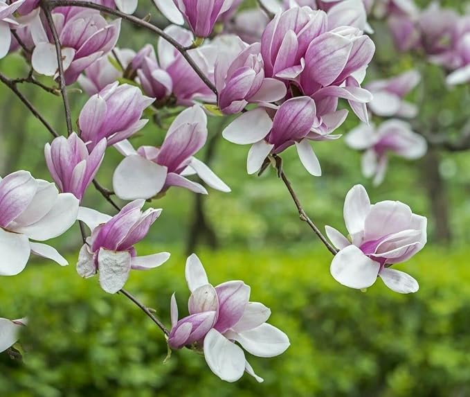 Saucer Magnolia Shrub - 6-12" Tall - 2.5" Pot - Magnolia x Soulangeana