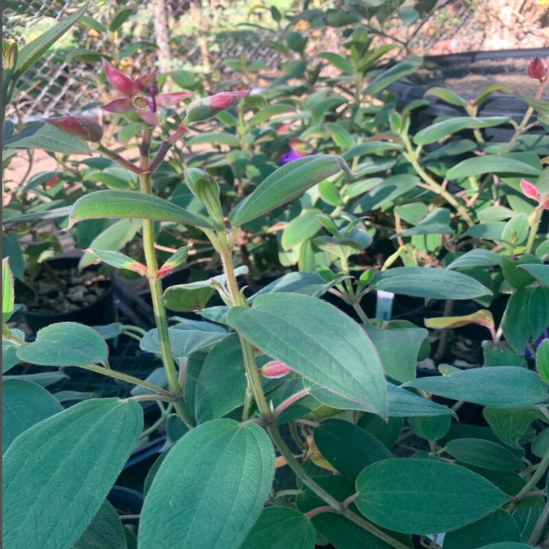 Tibouchina Urvilleana Live Plant - Image 4