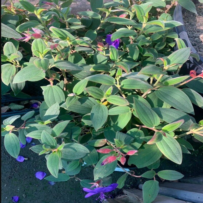 Tibouchina Urvilleana Live Plant - Image 3