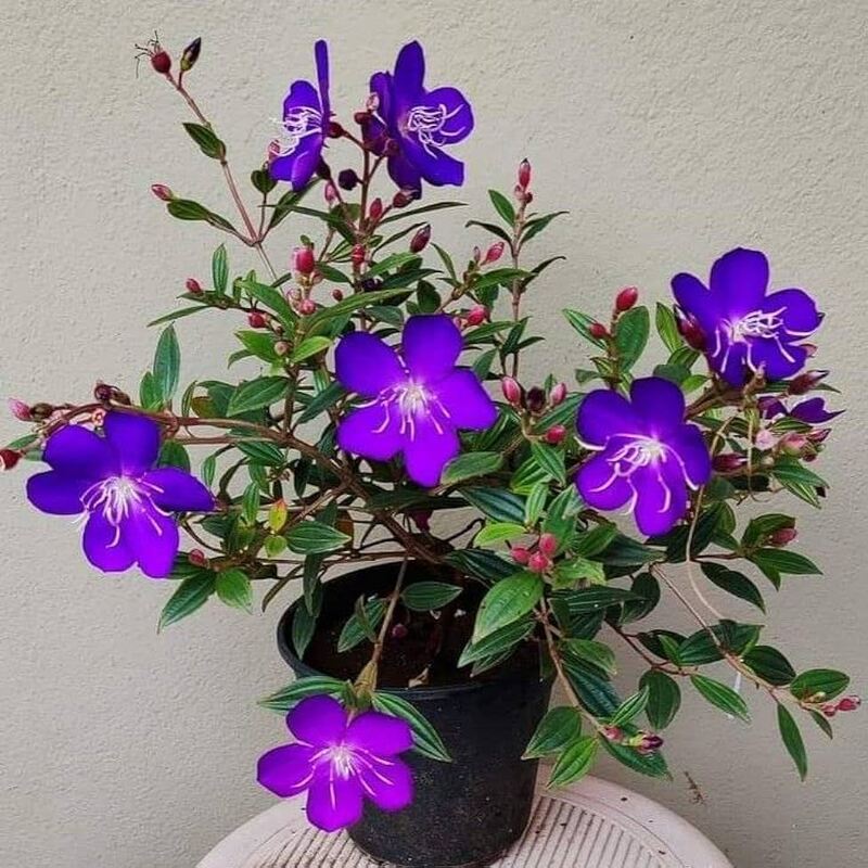 Tibouchina Urvilleana Live Plant - Image 2