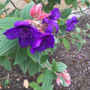 Tibouchina Urvilleana Live Plant