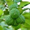 Kaffir Lime Tree 1/2 Gallon Potted, From 3 Feet Tall For Planting
