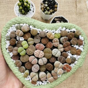 Alternative view of Mixed Lithops Living Stones Succulents - Succulent Lithops in Heart-Shaped Planter