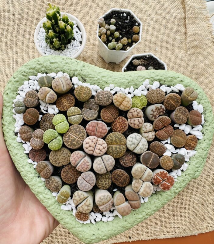 Mixed Lithops Living Stones Succulents - Succulent Lithops in Heart-Shaped Planter - Image 2
