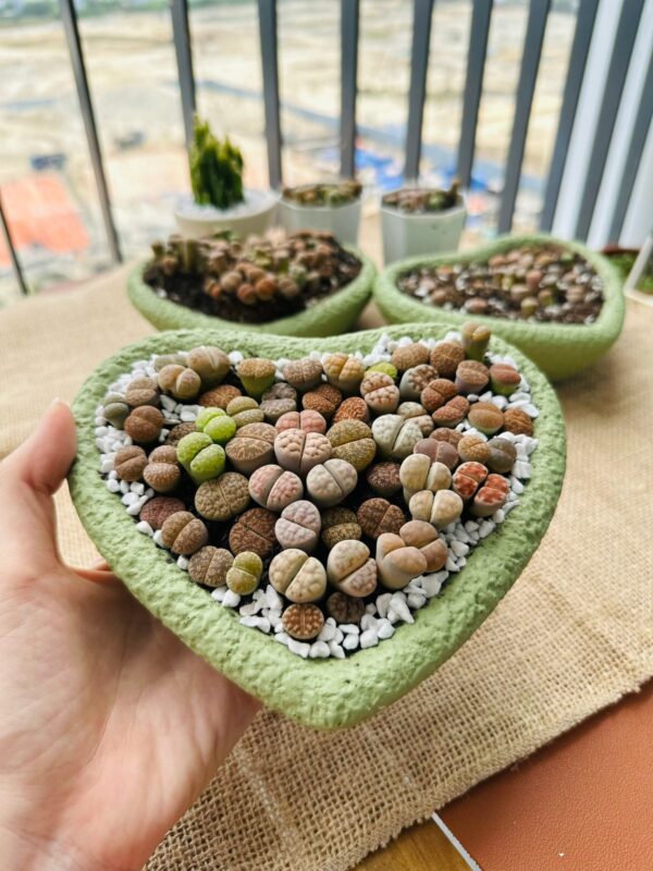 Mixed Lithops Living Stones Succulents - Succulent Lithops in Heart-Shaped Planter - Image 3
