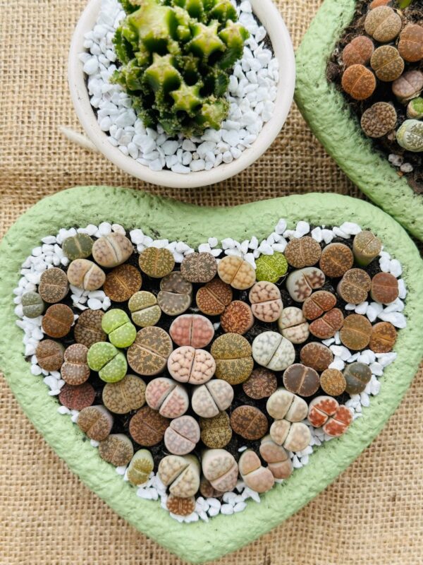 Mixed Lithops Living Stones Succulents - Succulent Lithops in Heart-Shaped Planter - Image 4
