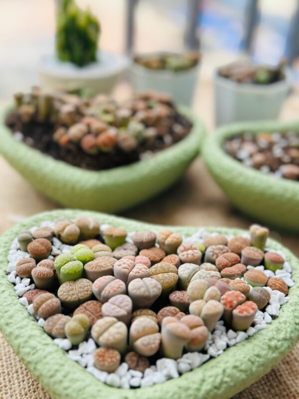 Mixed Lithops Living Stones Succulents - Succulent Lithops in Heart-Shaped Planter - Image 5