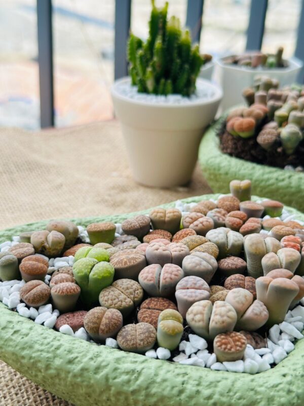 Mixed Lithops Living Stones Succulents - Succulent Lithops in Heart-Shaped Planter - Image 6