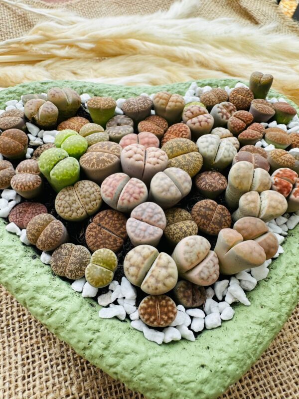 Mixed Lithops Living Stones Succulents - Succulent Lithops in Heart-Shaped Planter - Image 7
