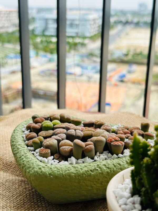 Mixed Lithops Living Stones Succulents - Succulent Lithops in Heart-Shaped Planter - Image 8
