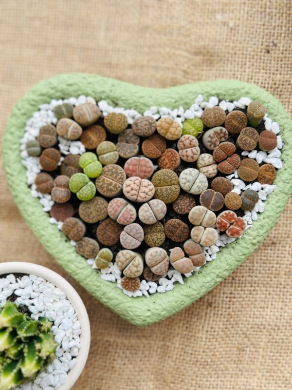 Mixed Lithops Living Stones Succulents - Succulent Lithops in Heart-Shaped Planter