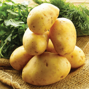 Alternative view of Yukon Gold Seed Potatoes for Planting, Fresh Heirloom and Non GMO Potato Seeds, Potato Tuber, 2 Pound