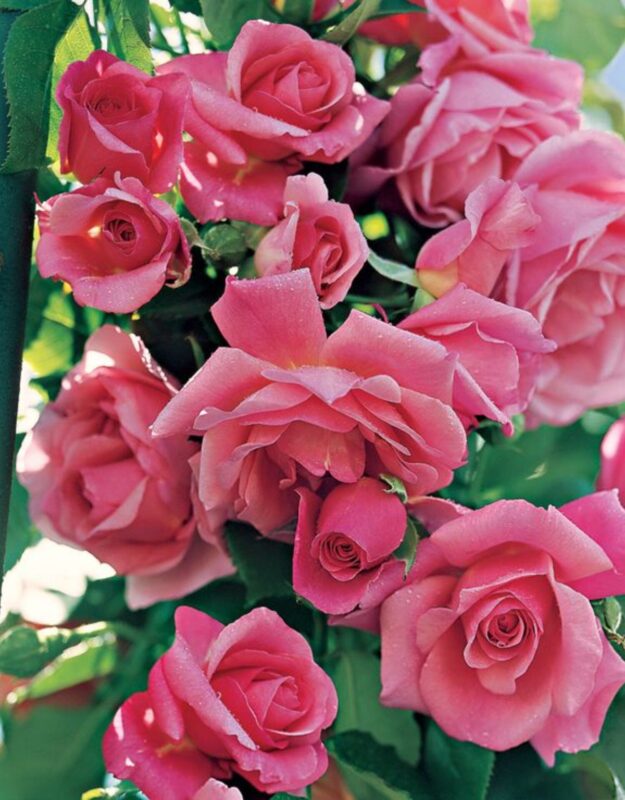 2 Blossom Time Rose Climbing