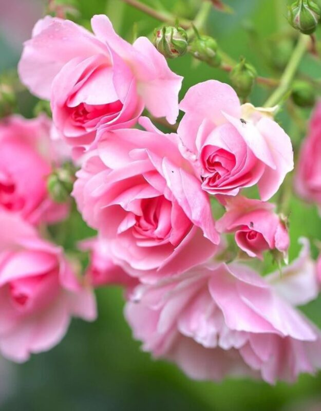 2 Blossom Time Rose Climbing - Image 3