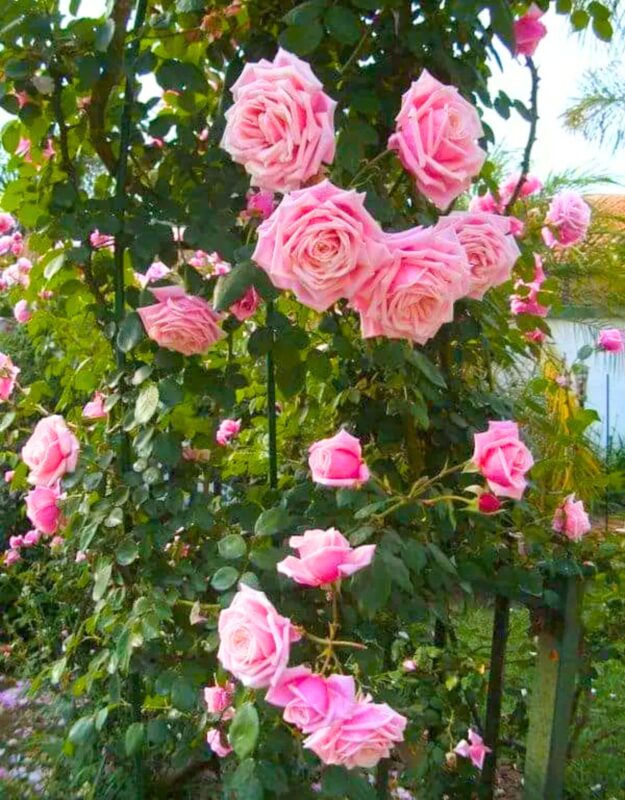 2 Blossom Time Rose Climbing - Image 4