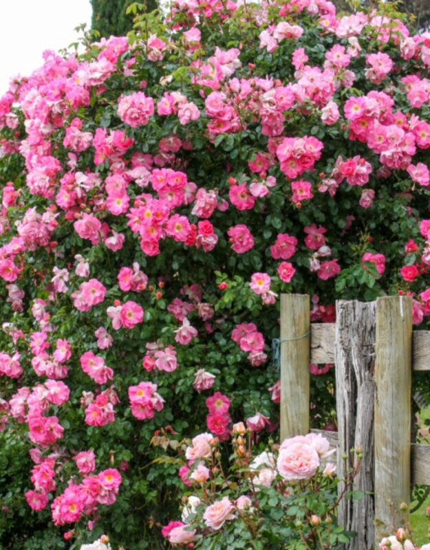 2 Blossom Time Rose Climbing - Image 5