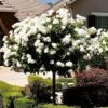 2 White Iceberg Climbing Rose, White Climber