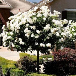 2 White Iceberg Climbing Rose, White Climber