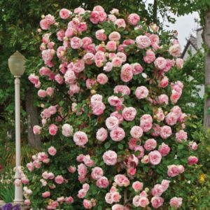 2 New Dawn Rose Climbing
