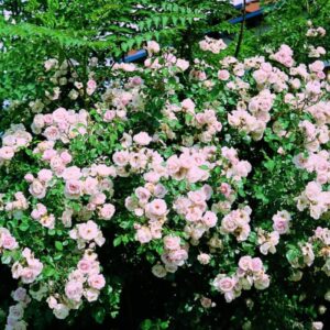 Alternative view of 2 New Dawn Rose Climbing