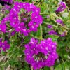 6 Purple Verbena Perennial Ground Cover