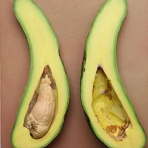 Grafted Russell Long Neck Avocado Tree 2-3 Ft