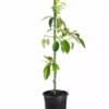 Grafted Mexicola Grande Avocado Tree, Cold Hardy 2-4Ft Tall