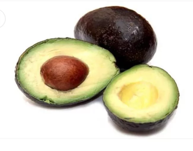 Grafted Brogdon Avocado Tree 2-4 Ft Tall Cold Hardy