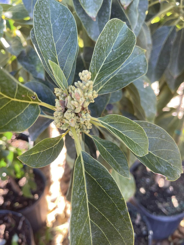 Grafted Brogdon Avocado Tree 2-4 Ft Tall Cold Hardy - Image 4