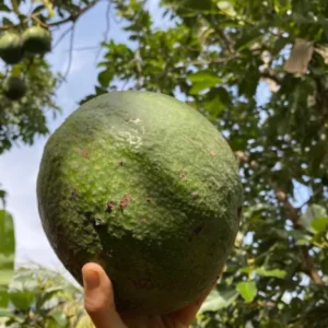 Marcus Pumpkin Grafted Avocado Tree 3-4 Ft Cold Hardy