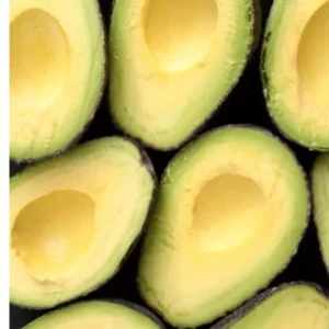 Day Avocado Tree Grafted 3-4 Ft Tall Cold Hardy