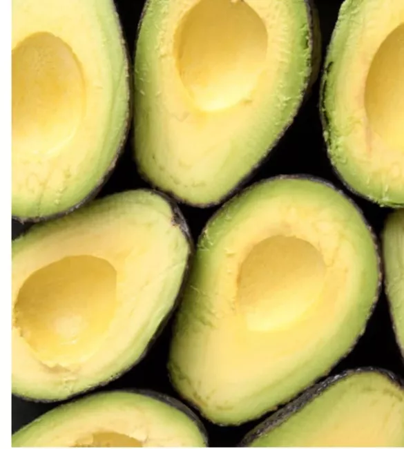 Day Avocado Tree Grafted 3-4 Ft Tall Cold Hardy