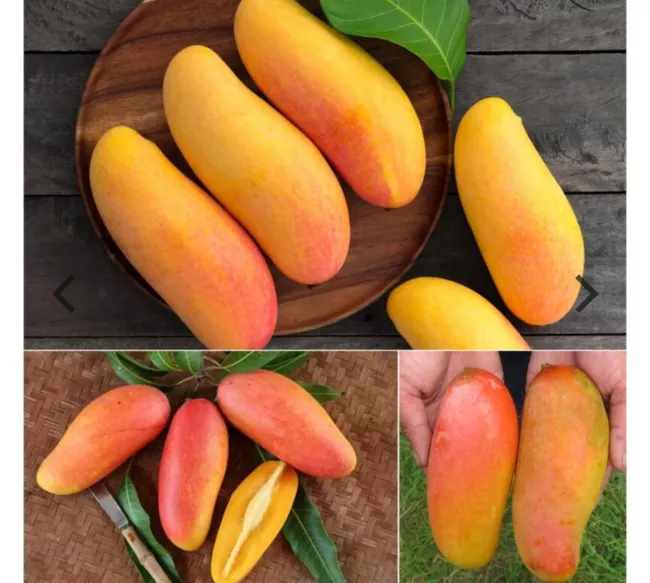 Maha Chanook Thai Mango Tree Grafted - 3 Feet Tall