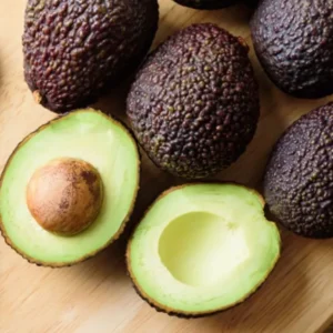 Super Hass Grafted Avocado Tree 2-3 Ft Tall Cold Hardy