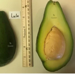 Lula Grafted Avocado Tree 2-4 Ft Tall Cold Hardy