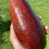 Thomson Red Grafted Avocado Tree 2-3 Ft Tall