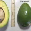 Simmonds Grafted Avocado Tree 2-4Ft Semi Dwarf