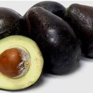 Oro Negro Grafted Avocado Tree 2-4 Ft Tall