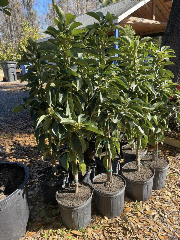 Oro Negro Grafted Avocado Tree 2-4 Ft Tall - Image 2
