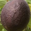 Maria Black Grafted Avocado Tree 2-3 Ft Tall