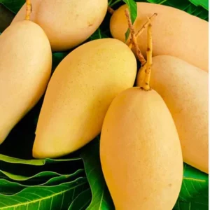 Nam Doc Mai Mango Tree Grafted (3-4 Feet Tall)