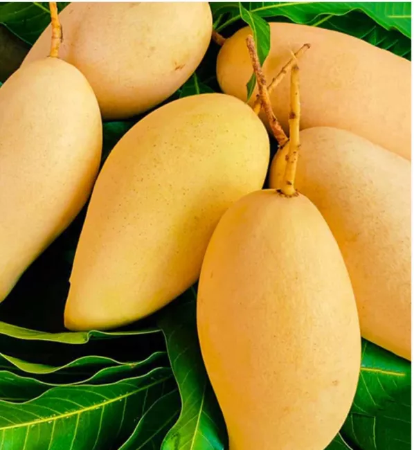 Nam Doc Mai Mango Tree Grafted (3-4 Feet Tall)