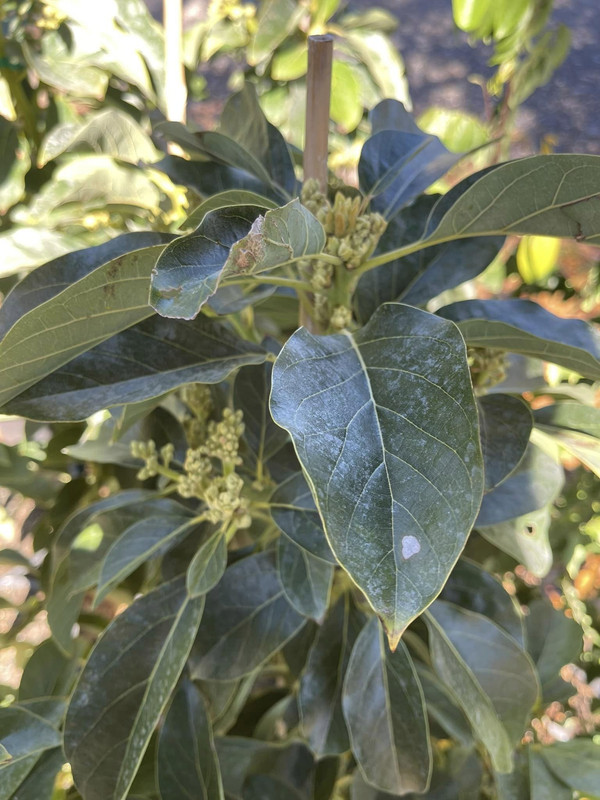 Oro Negro Grafted Avocado Tree 2-4 Ft Tall - Image 3